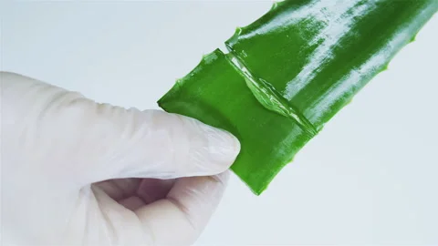 Obtaining aloe extract. Stock Footage 153743888