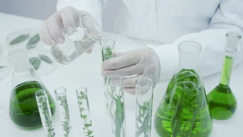 Obtaining an extract from natural herbs and algae. Stock Footage 144013846