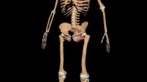 Obturator Externus Muscles on Skeleton 動画素材 128356491