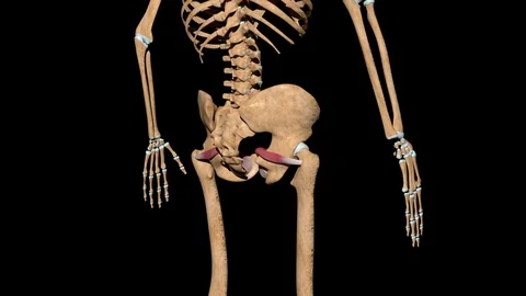 Obturator Internus Muscles on Skeleton Video stock 128356661