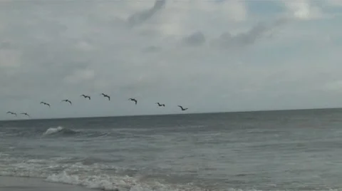 OBX-14(pelicans) Stock Footage 7749813