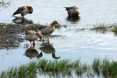 Oca selvatica 库存照片