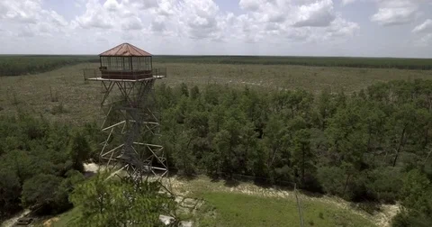 Ocala National Forest Fire Tower Video stock 83925543