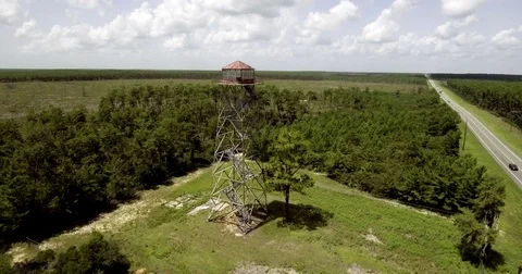 Ocala Natl Forest Fire tower Video stock 83925652