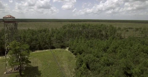 Ocala Natl Forest Fire tower Video stock 83925656