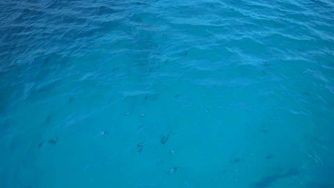 Occhiate e mare cristallino a cala coticcio  Stock Footage 157562717