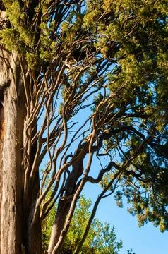 Occidentalis pine on blue sky background, juniperus Foto stock