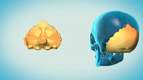 Occipital Bone with a heavenly background Vídeos de archivo 87555042