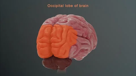 Occipital lobe of Brain  스톡 동영상 162819633