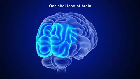  Occipital lobe of brain  스톡 동영상 162819677