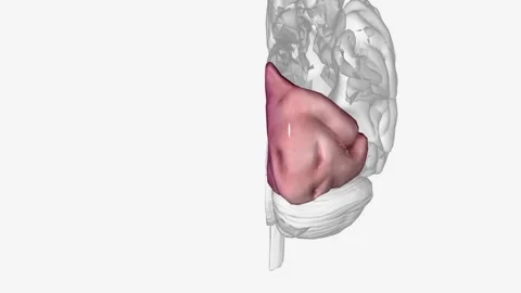 The Occipital Lobe helps with visual processing and mapping. It is located under 스톡 동영상 271038116