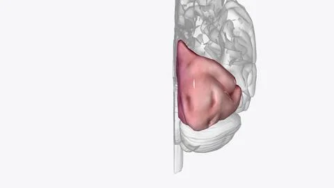 The Occipital Lobe helps with visual processing and mapping. It is located .. イラスト素材