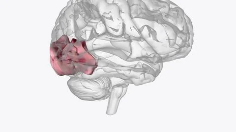 The Occipital Lobe helps with visual processing and mapping. It is located .. イラスト素材