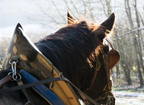 Occiput Stock Photos