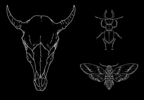 Occult elements. Cow skull, stag beetle and death's head hawkmoth. Vector. Stock Illustration