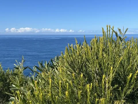 Ocean and clouds over foliage Stock Photos