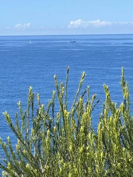Ocean and clouds over foliage Stock Photos