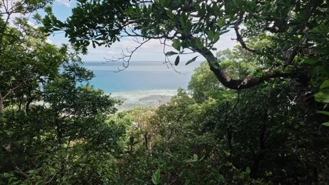 Ocean and coral reef view framed by a lush forest on Fiji island Stock Footage 336165205