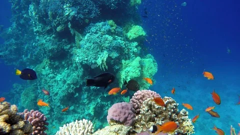 The ocean and the corals. Colorful tropical fish. Stock Footage