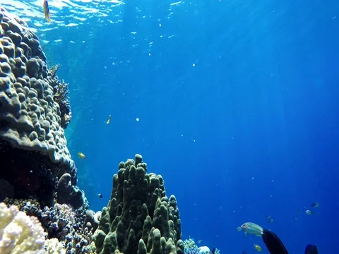 The ocean and the corals. Colorful tropical fish. Stock Footage