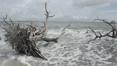 Ocean and Driftwood Video stock 148594945