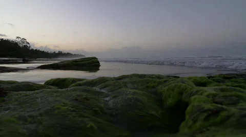 Ocean and green moss Stock Footage