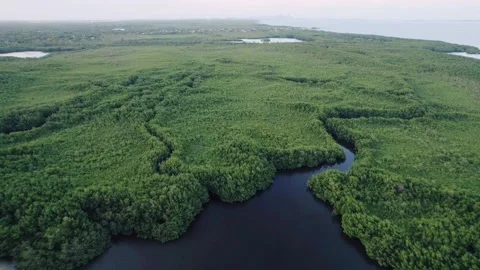 Ocean and Mangroves Stock Footage 201971687