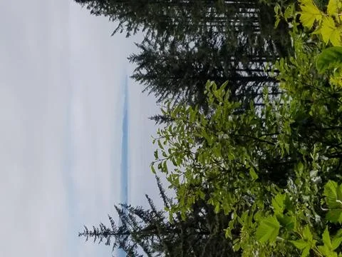 Ocean and Trees Stock Photos