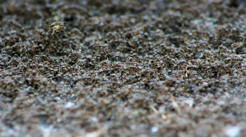 Ocean of ants Vídeo Stock 5088313