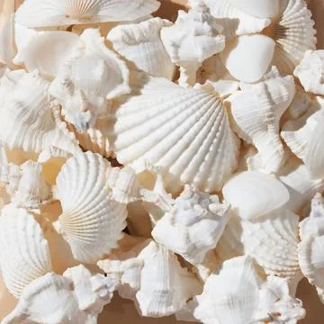 Ocean background with brown shells of different shapes Stock Photos