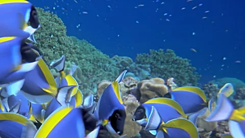 Ocean Ballet of Blue and Gold Tangs at a Vibrant Coral Reef Stock Footage 340456743
