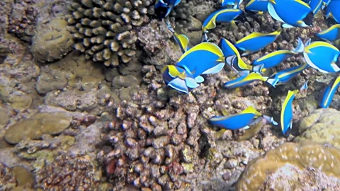 Ocean Ballet of Blue Tangs Dancing Amidst a Vibrant Coral Haven Stock Footage 341065991
