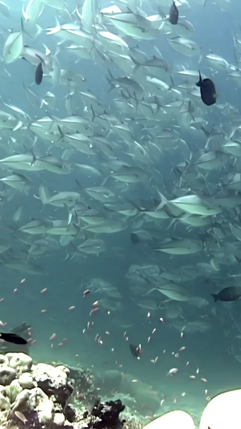 Ocean Ballet With Jack Fish School at Sipadan Island Stock Footage 344785628