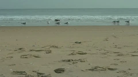 Ocean beach 스톡 동영상 20594591