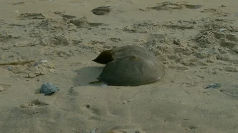 Ocean beach 스톡 동영상 20603007