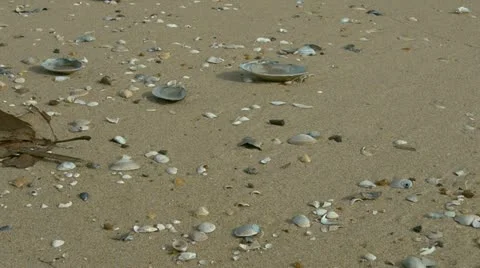 Ocean beach Stock-Footage 20603556