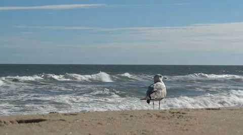 Ocean beach 스톡 동영상 32419600
