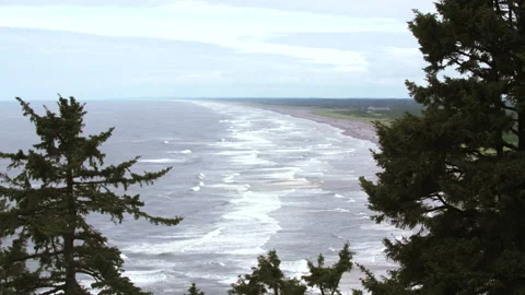 Ocean beach with foreground trees Stock Footage 165244379
