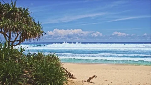 Ocean beach with green trees 2 Stock Footage 76891579