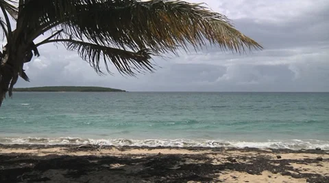 Ocean beach palm tree straight Видео 30982103