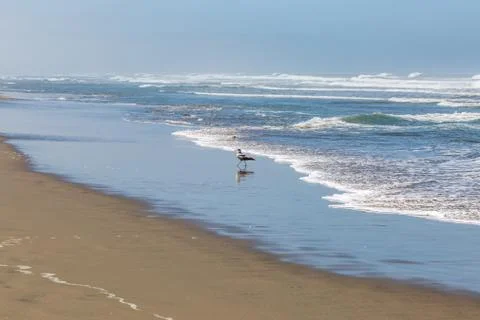 Ocean Beach Stock Photos