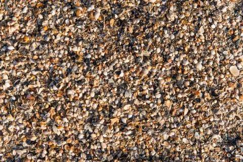 Ocean beach shells Stock Photos