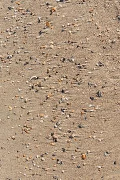 Ocean beach shells Stock-Fotos