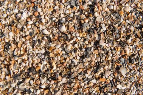 Ocean beach shells Stock Photos