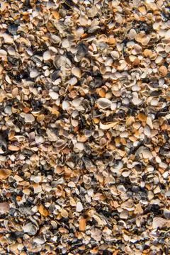 Ocean beach shells Stock-Fotos