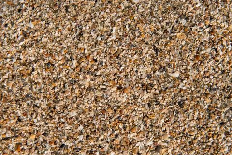 Ocean beach shells Stock Photos