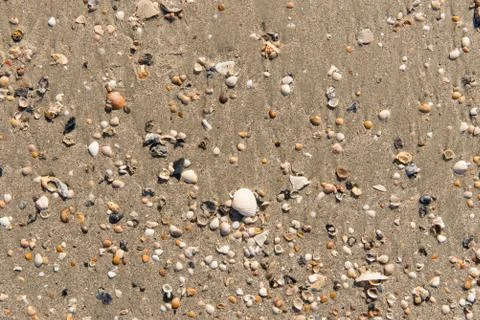 Ocean beach shells Stock Photos