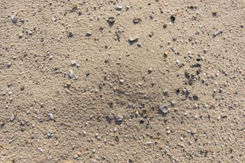 Ocean beach shells Stock Photos
