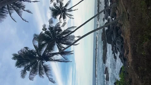 Ocean beach in Sri Lanka. strong wind and cloudy clouds. palm tree on the beach Stock Footage 274658668