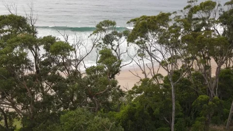 Ocean beach view through green forest trees Stock Footage 336020443